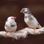song bird finches