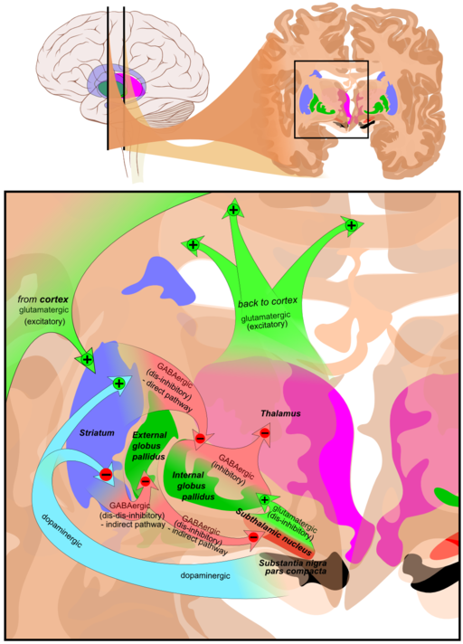 512px-Basal_ganglia_without_Parkinson's_disease