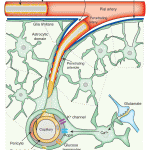 Astrocytes form a  barrier