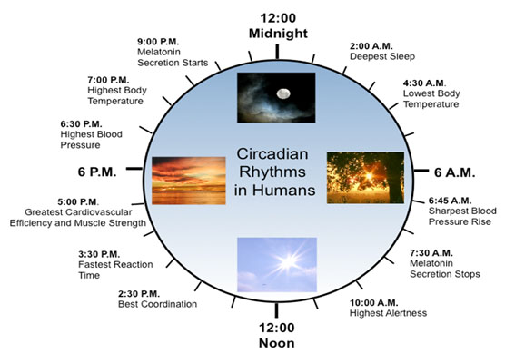 circadian