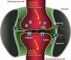 neuron and astrocyte
