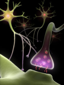FEATURE MULTIPLE NEUROTRANSMITTERS iStock_000008566343Small