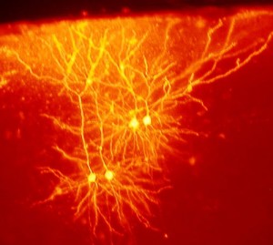 RED Mouse_cingulate_cortex_neurons