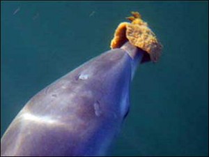 dolphin with sponge