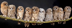 many owls on a branch