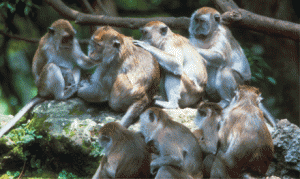 monkeys for Evolution F1.medium