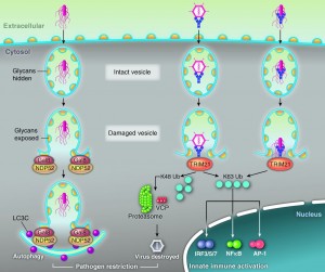 Vesicle autophagy