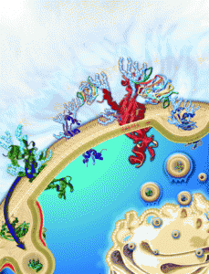 galectin