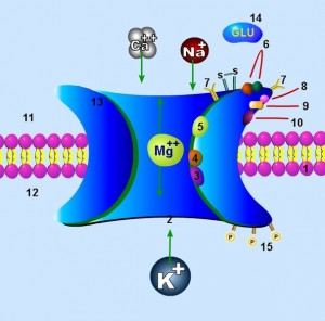 607px-NMDA_receptor