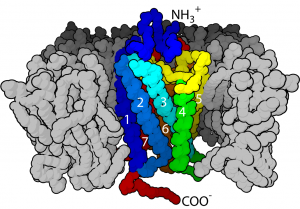 FEATURE PUB DOM neurotransmitters PDB-7TM3