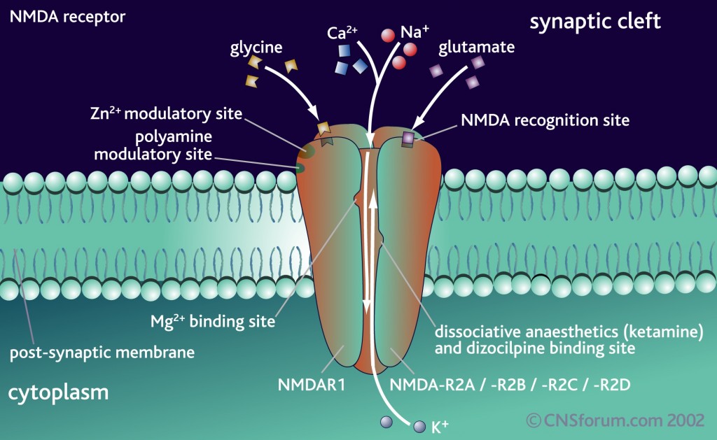 Another Form of Neuroplasticity by Switching Glutamate NMDA Subunits