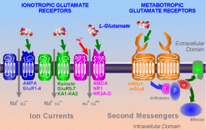 adult changes in subunits  journal