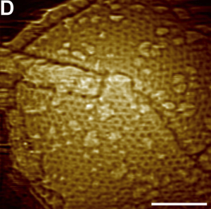 crop 1 Mimivirus