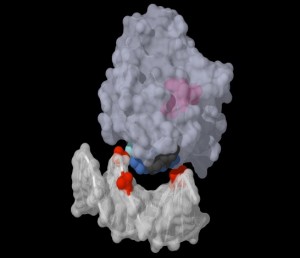 crop molecular-sled-hr