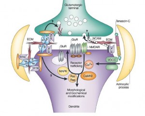 crop synapse