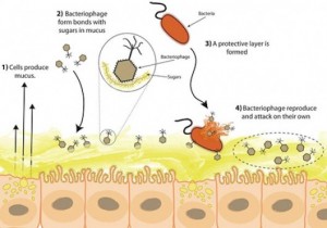mucus-harbors-a-new-human-immune-system-sdsu-4