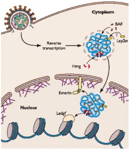 retrovirus_cycle