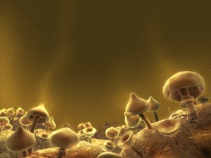 Mushrooms