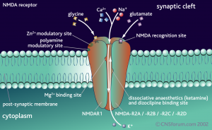 NMDA-receptor