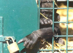 ape in jail