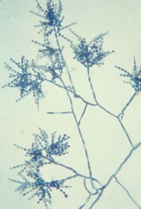 fungal wires 4