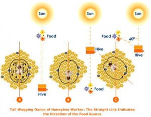 honey-bee-worker-waggle-dance