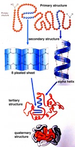 protein_structure