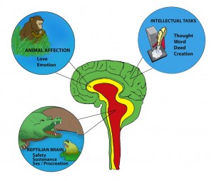 Animal Intelligence Update 2013