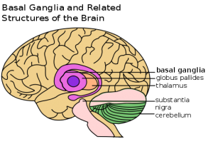 490px-Basal_Ganglia_and_Related_Structures.svg