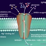 NMDA-receptor