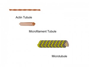 Three tubules