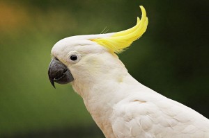 cockatoo
