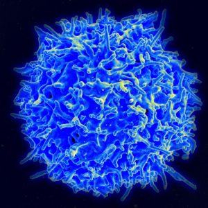 1024px -Healthy_Human_T_Cell