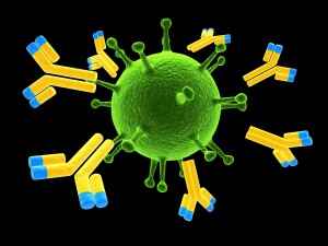 Antibodies-attacking-a-virus