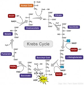 Krebs_cycle