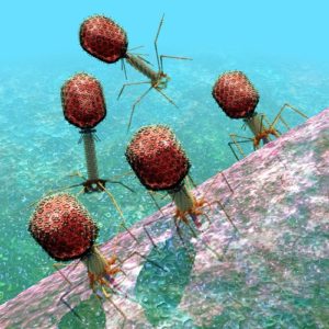 Bacteriophage T4 virus group #1
