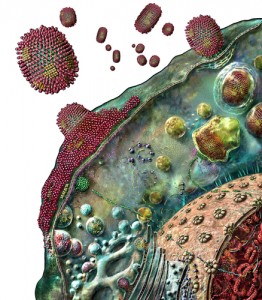 Influenza virus replication or life cycle in a host cell (W).