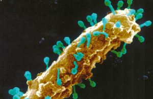 Viruses attack Bacteria