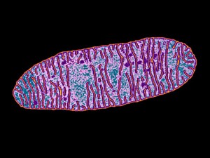 alg_mitochondria
