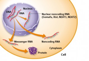 lncRNA 1