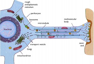 axon