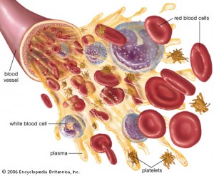 blood cells yallatb.com