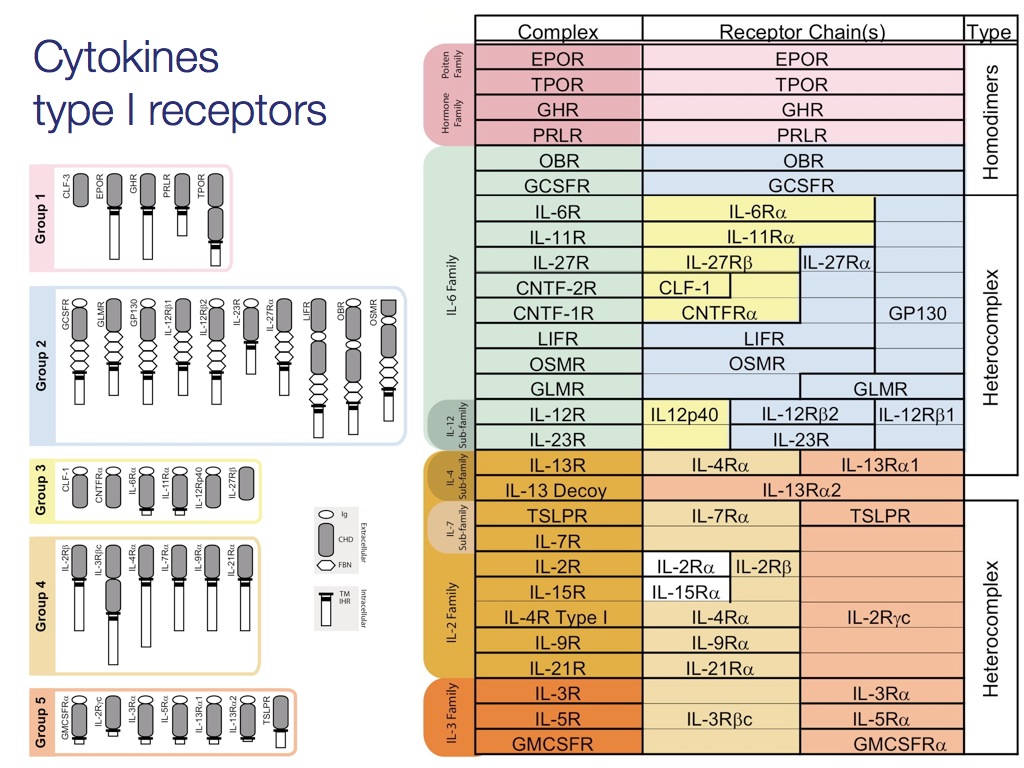 cytokine_receptors3