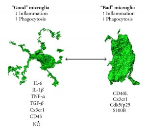 good and bad microglia
