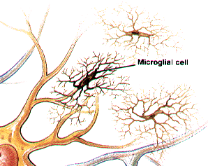 microglia 3