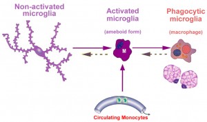 microglial activation3w