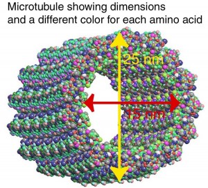 microtubule_residues2