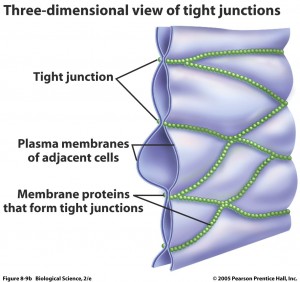 tight junctions