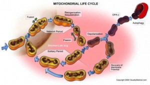 Life cycle of MT