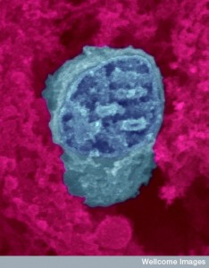 B0003652 Mitochondrion (blue) surrounded by cytoplasm